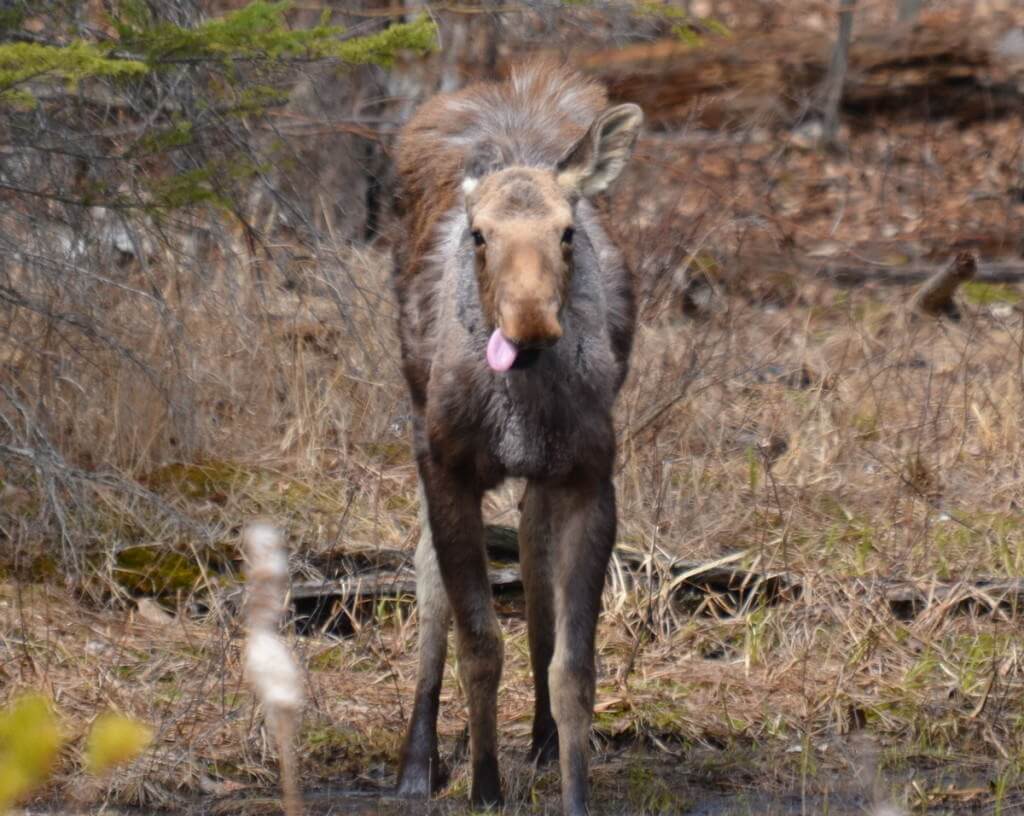 moose calf in algonquin park, ontario