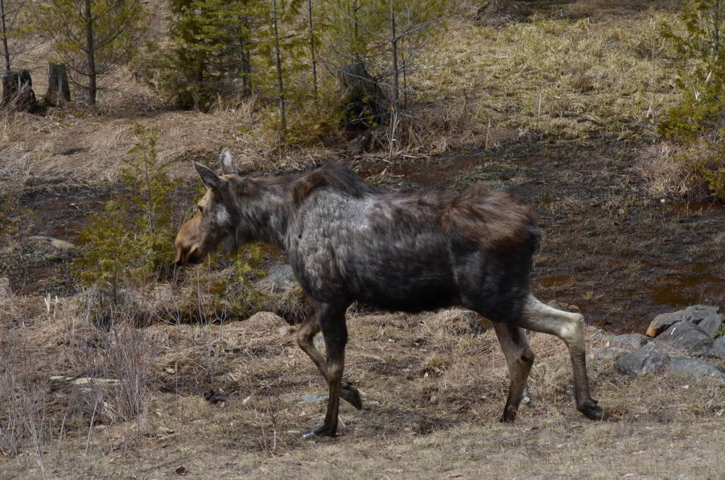 moose cow 1