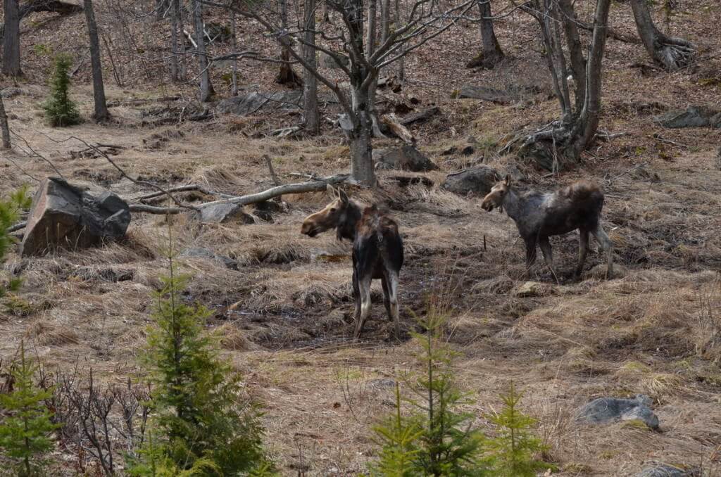 moose cow and calf 3