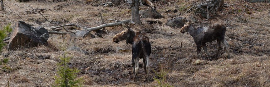 moose cow and calf 3