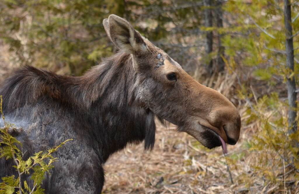 moose cow with tongue hanging out, algonquin park, ontario