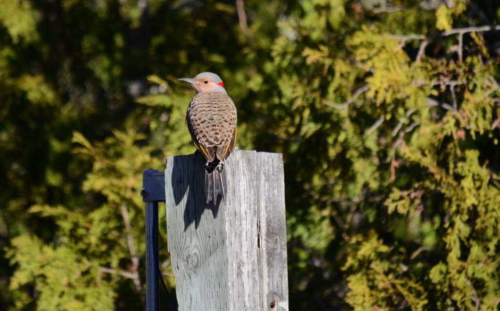 Image of a Northern flicker sitting on a post near Algonquin Park, Ontario