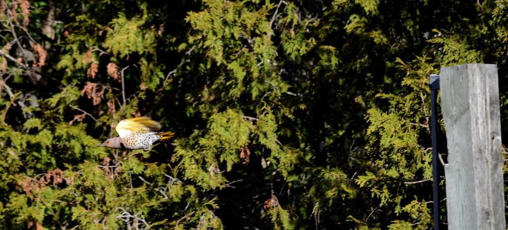 Image of a Northern flicker in flight from a fence post near Algonquin Park