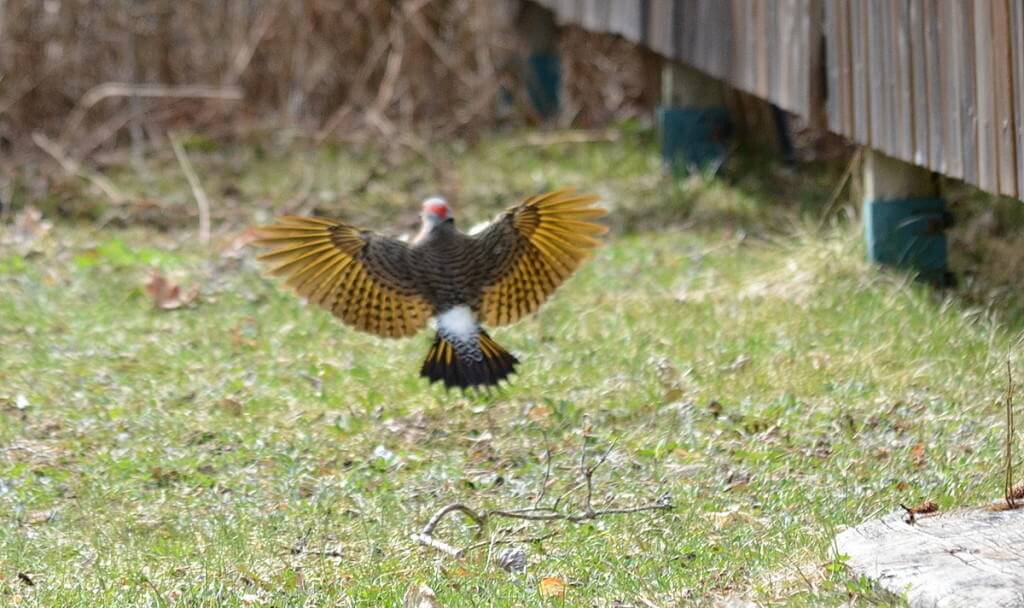 Image of the yellow wings of a Northern flicker in flight near Algonquin Park, Ontario