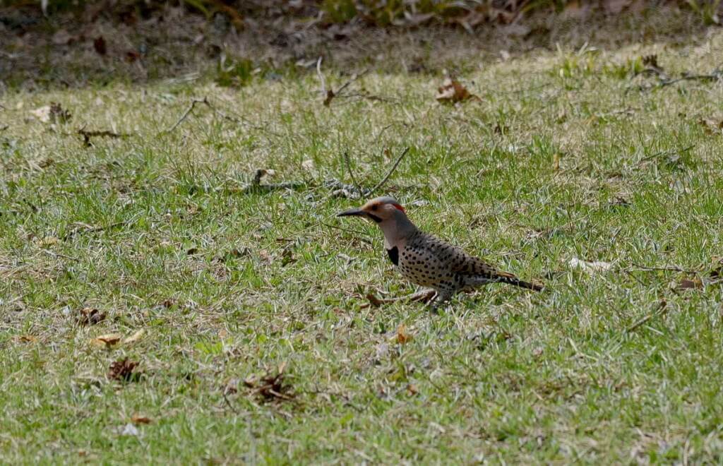 northern flicker near algonquin park, ontario 3