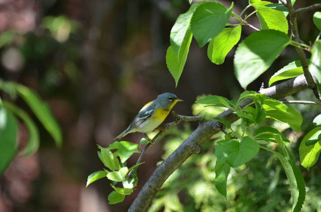 Photo of a Northern parula sitting on apple limb in Toronto, Ontario
