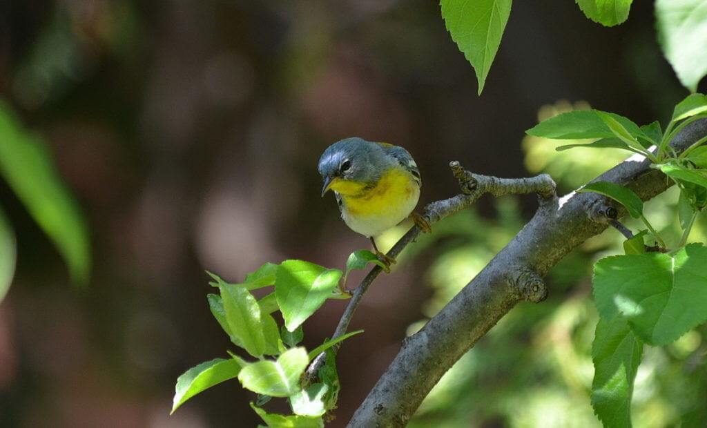 Northern parula sitting on a tree limb in Toronto, Ontario 