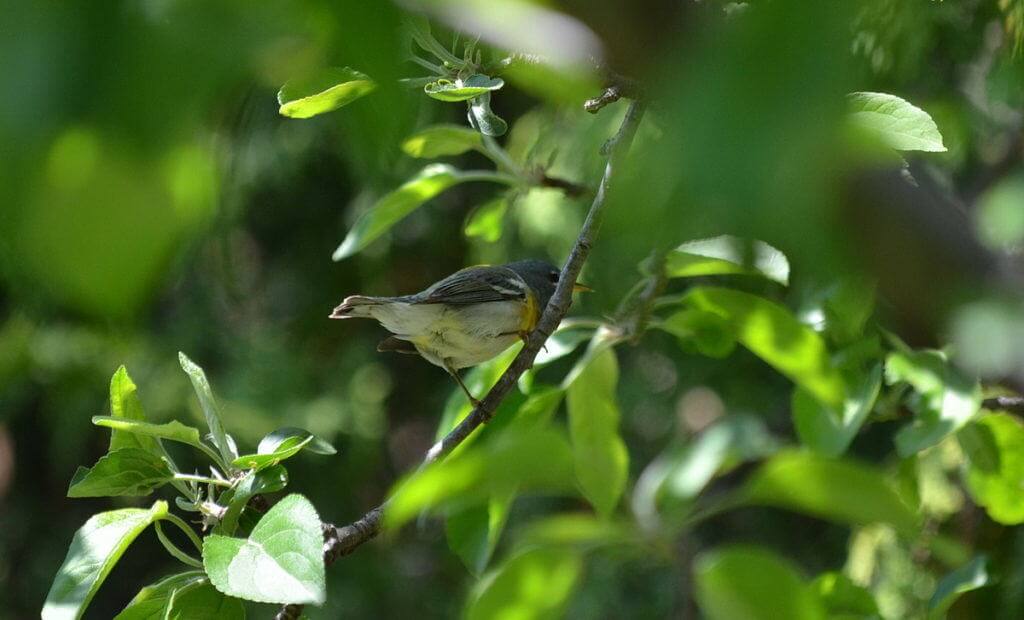 Northern parula sitting on a tree branch, in Toronto, Ontario