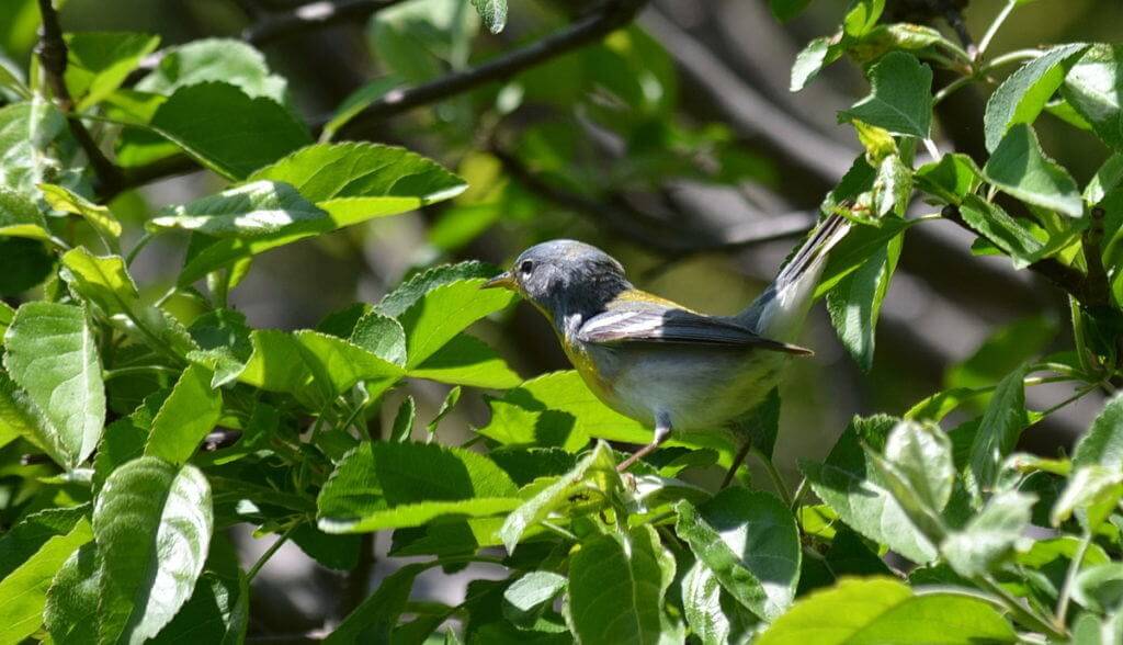Northern parula sitting in an apple tree in Toronto, Ontario