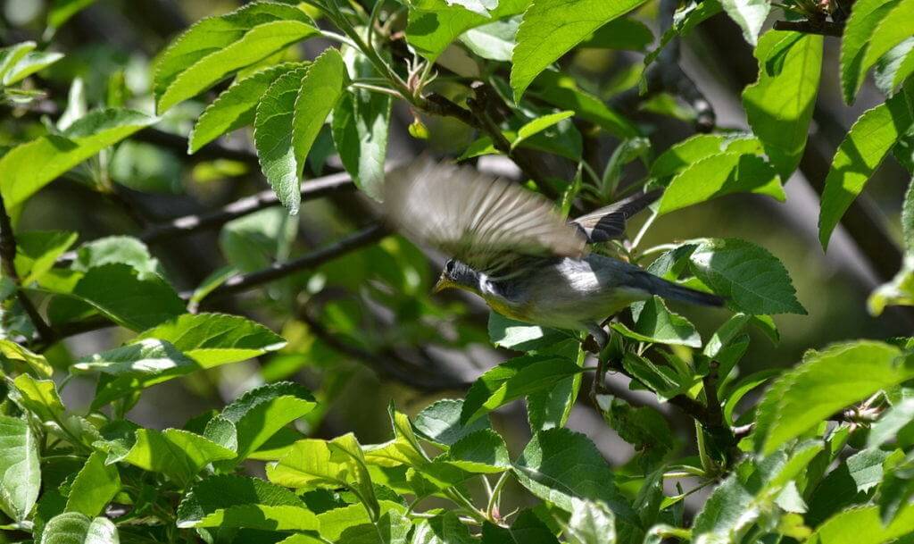 Photo of a Northern parula taking flight in Toronto, Ontario