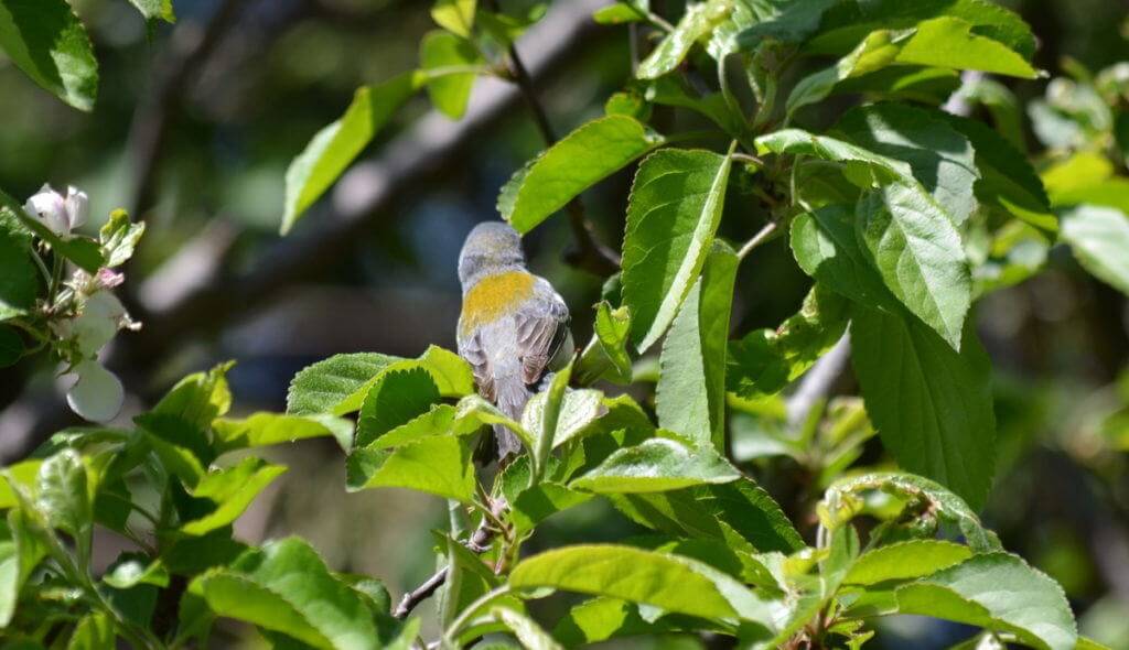 Photo of a Northern parula in Toronto, Ontario
