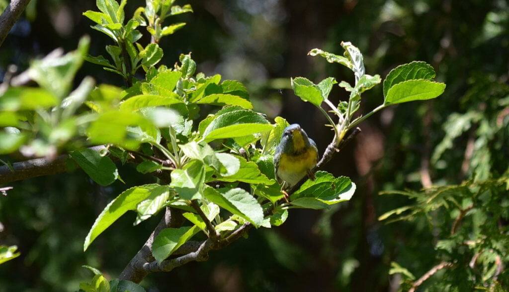 Northern parula looks to camera in Toronto, Ontario