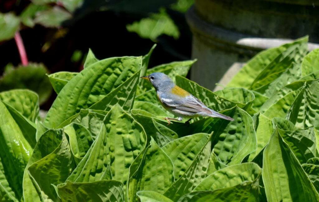 Northern parula sitting on a plant leaf in Toronto, Ontario