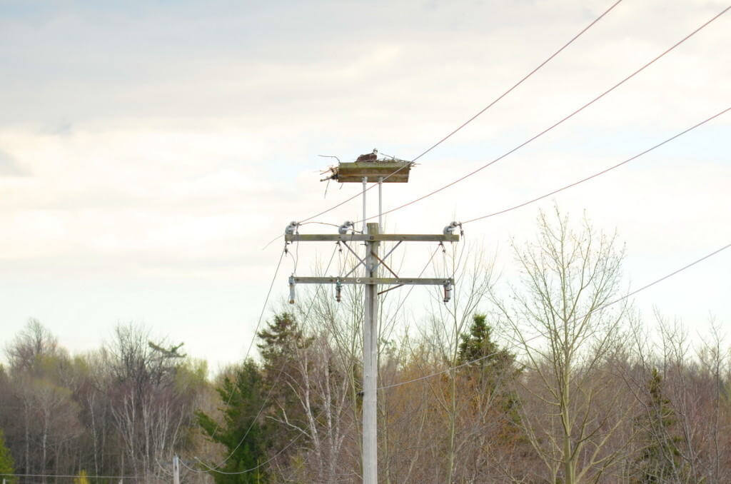 Osprey sitting in nest near Carden Alvar, City of Kawartha Lakes in Ontario