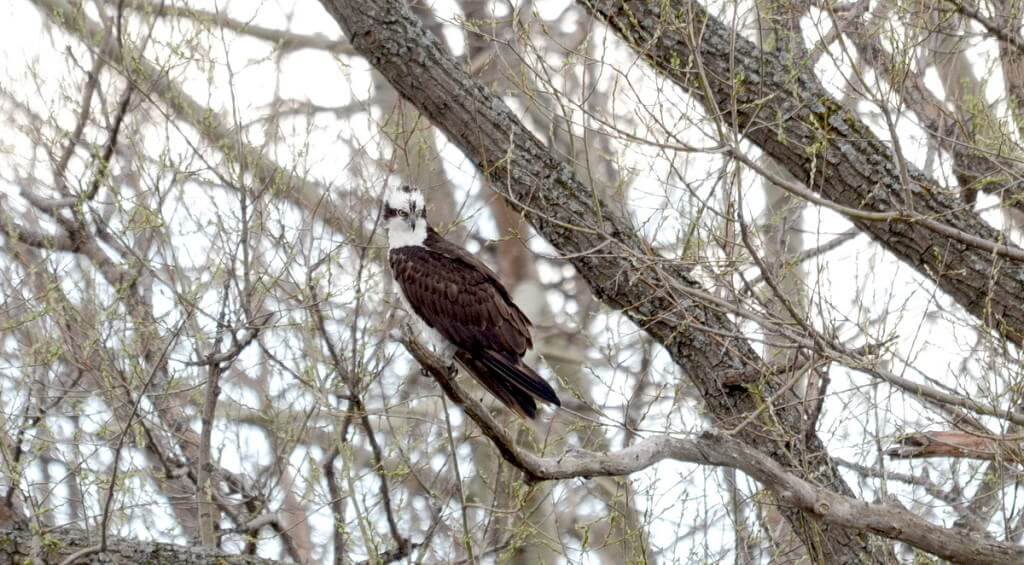 Osprey looking aroud while sitting in a tree Carden Alvar, City of Kawartha Lakes in Ontario