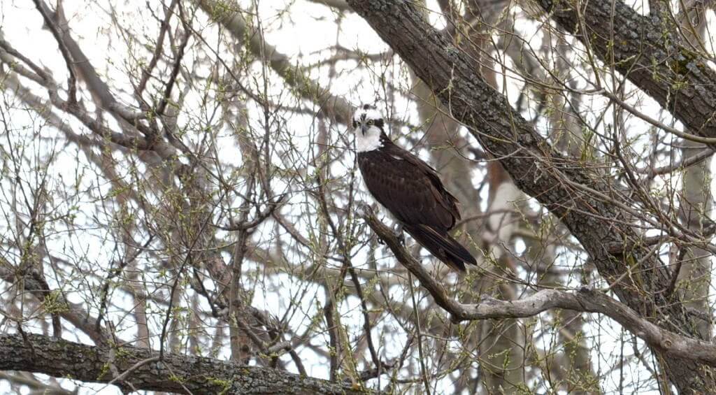 Osprey sitting in a tree Carden Alvar, City of Kawartha Lakes in Ontario