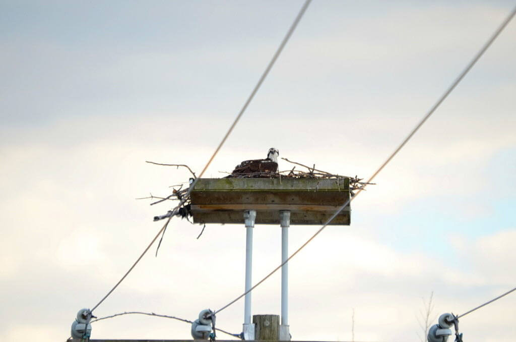 osprey, carden alvar, city of kawartha lakes, ontario, pic 5