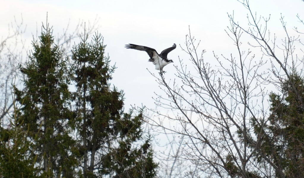 Osprey lands on tree limb at Carden Alvar, City of Kawartha Lakes in Ontario