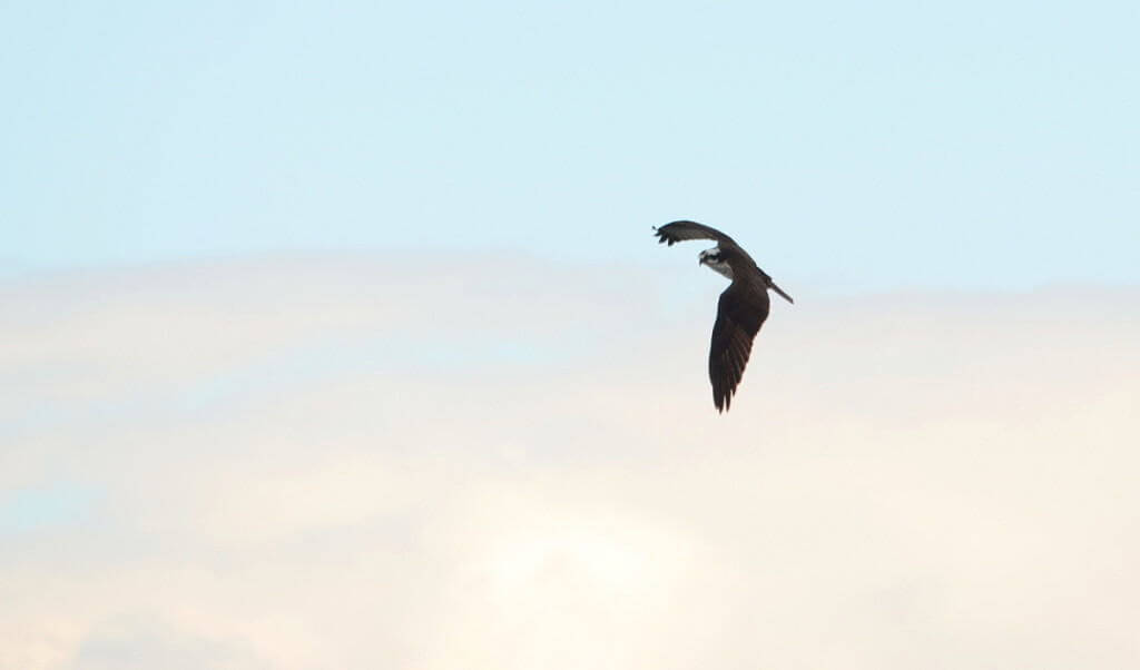 Osprey soaring high above Carden Alvar, City of Kawartha Lakes in Ontario