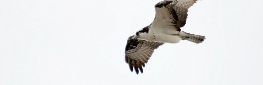 osprey, carden alvar, city of kawartha lakes, ontario, pic 8