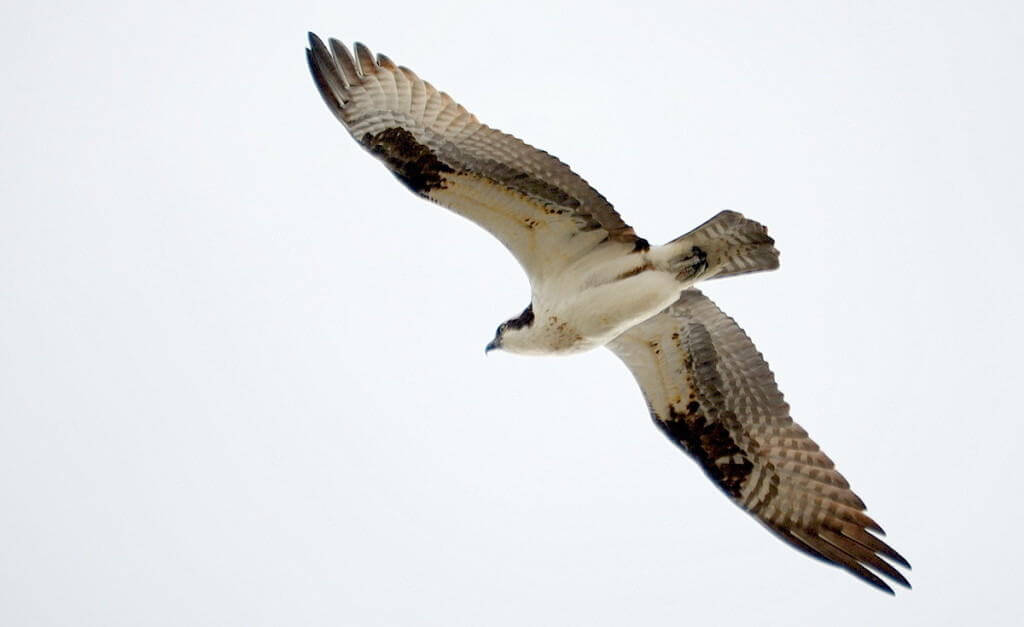 Osprey soaring in the sky high above Carden Alvar, City of Kawartha Lakes in Ontario