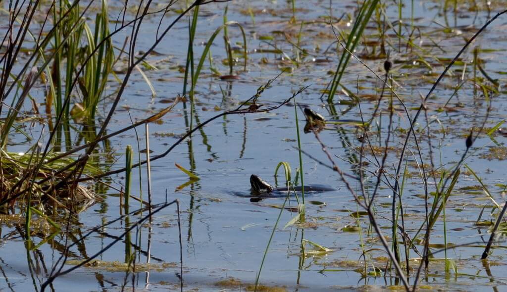 painted turtles, carden alvar, city of kawartha lakes, ontario, pic 1