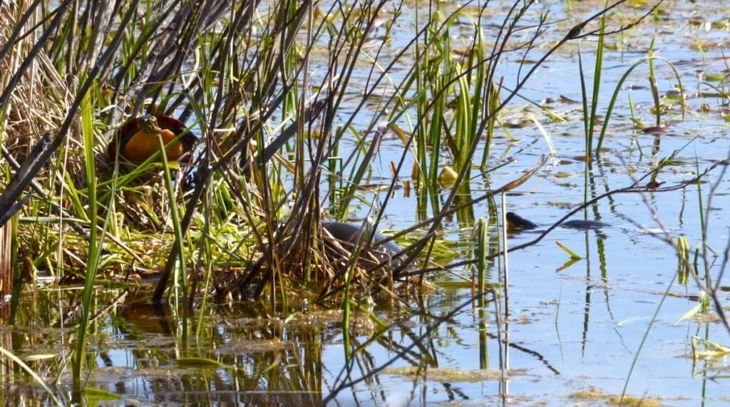 painted turtles, carden alvar, city of kawartha lakes, ontario, pic 3