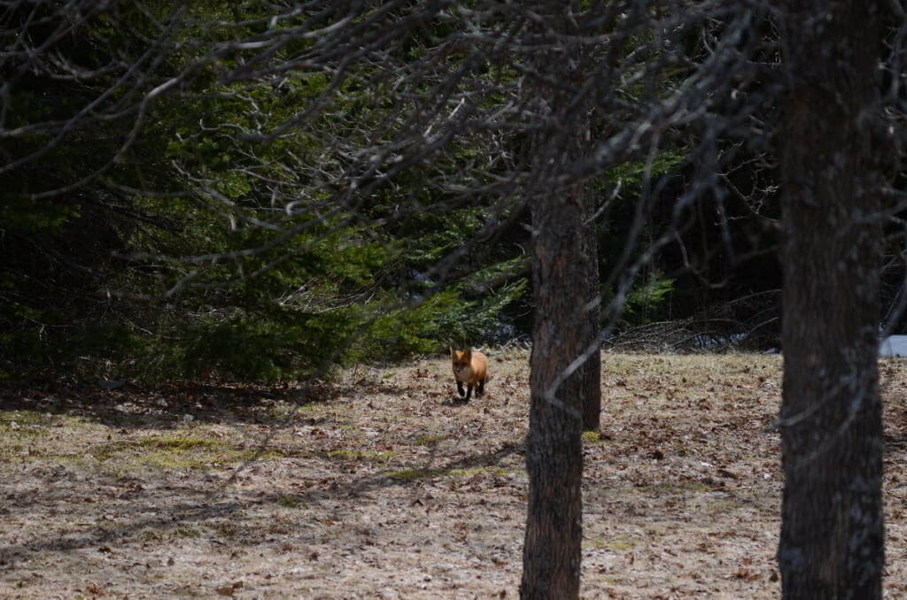 Image of a Red fox in a forest near Lake of Two Rivers, Algonquin Park, Ontario.