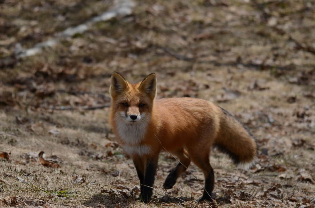 Image of a Red fox looking towards the camera in Algonquin Park, Ontario.