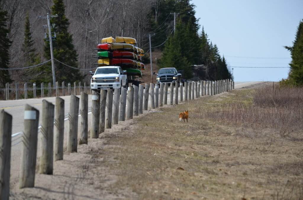 Image of a Red fox in the ditch along hwy 60 in Algonquin Park, Ontario.