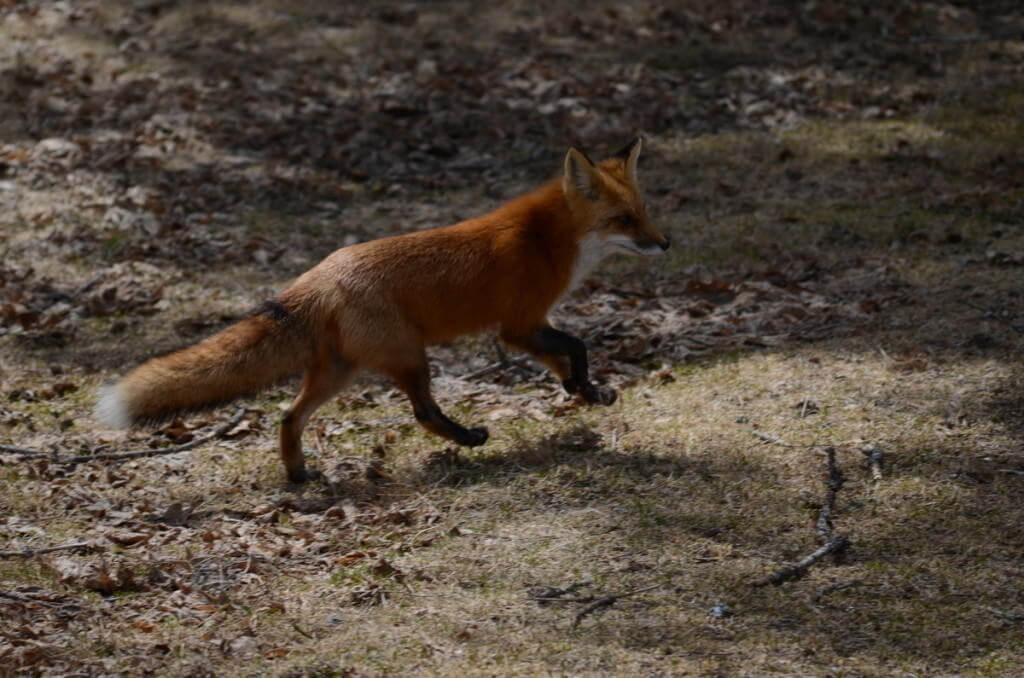 Image of a Red fox running through a forest in Algonquin Park, Ontario.
