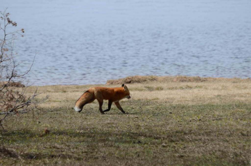 Image of a Red fox running along a shoreline in Algonquin Park, Ontario.