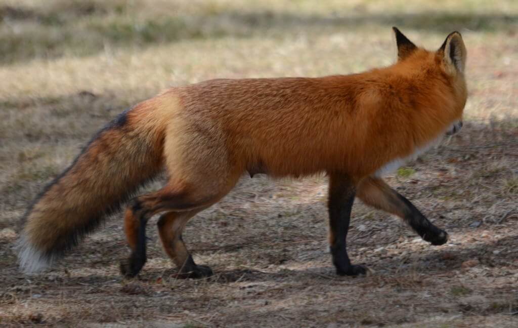 Image of a Red fox near Lake of Two Rivers, Algonquin Park, Ontario.