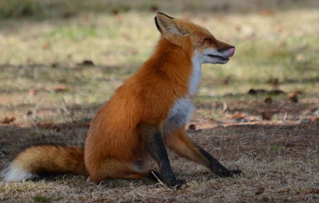 Image of a Red fox licking its lips in Algonquin Park, Ontario.
