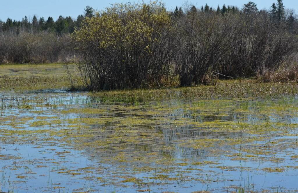 wetlands, carden alvar, city of kawartha lakes, ontario, pic 4