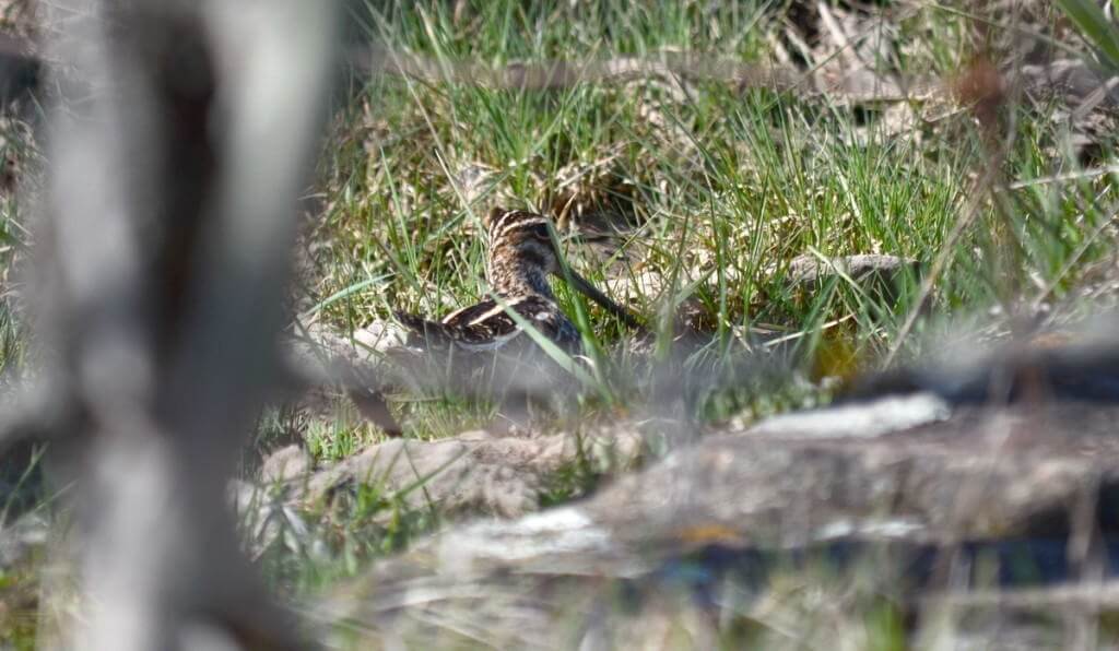 wilson's snipe, carden alvar, city of kawartha lakes, ontario