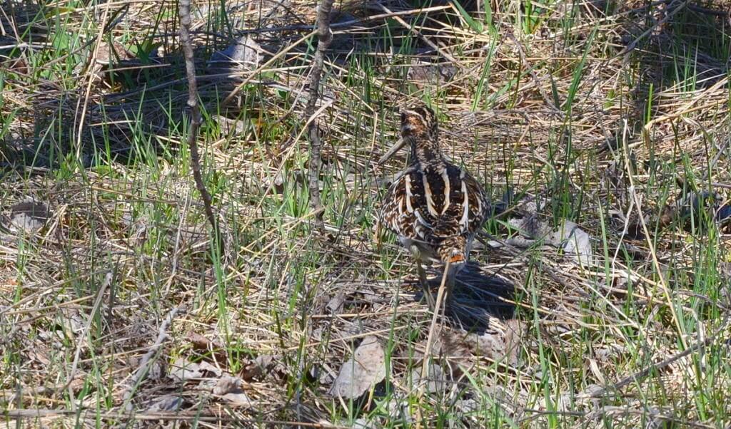 wilson's snipe, carden alvar, city of kawartha lakes, ontario