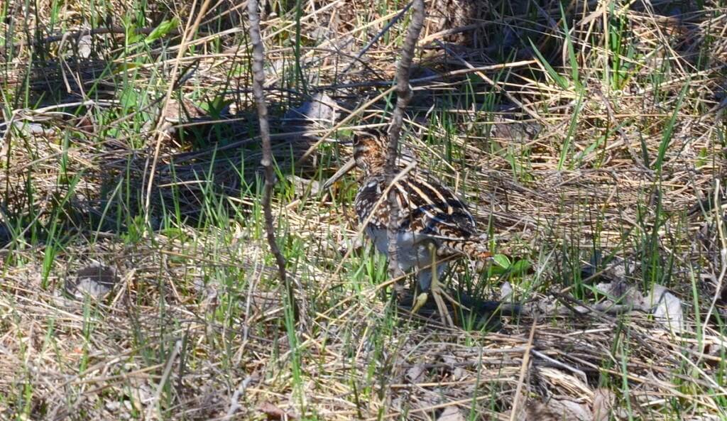 wilson's snipe, carden alvar, city of kawartha lakes, ontario