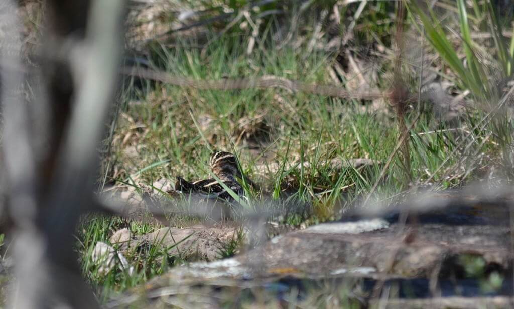 wilson's snipe, carden alvar, city of kawartha lakes, ontario, pic 4