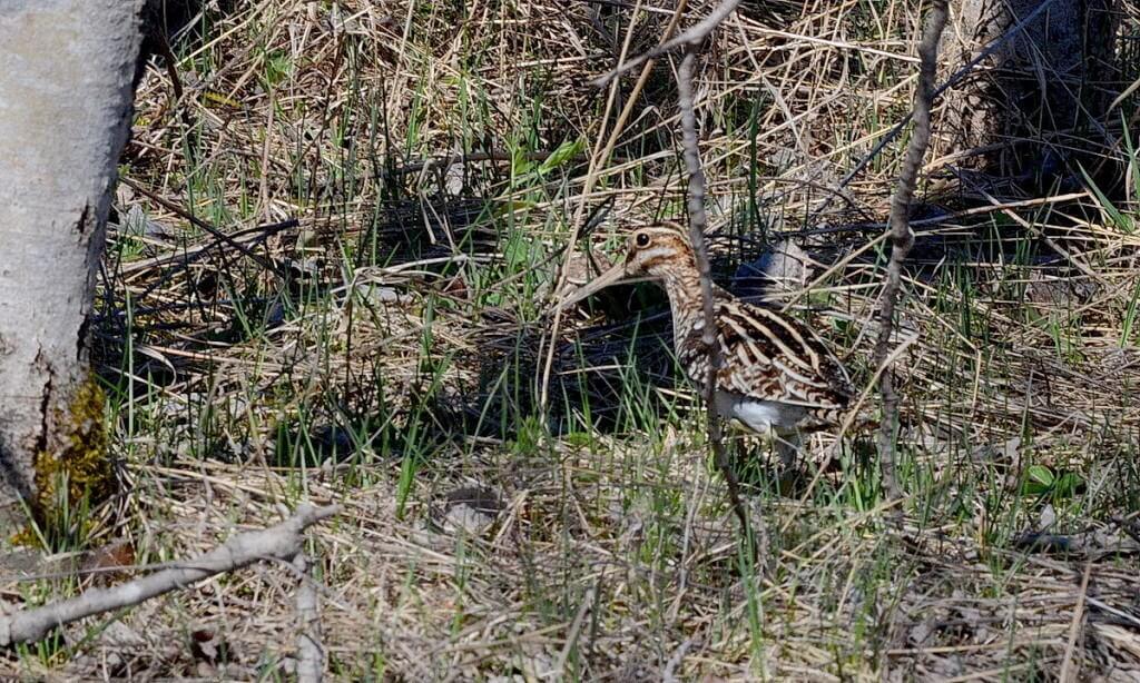 wilson's snipe, carden alvar, city of kawartha lakes, ontario