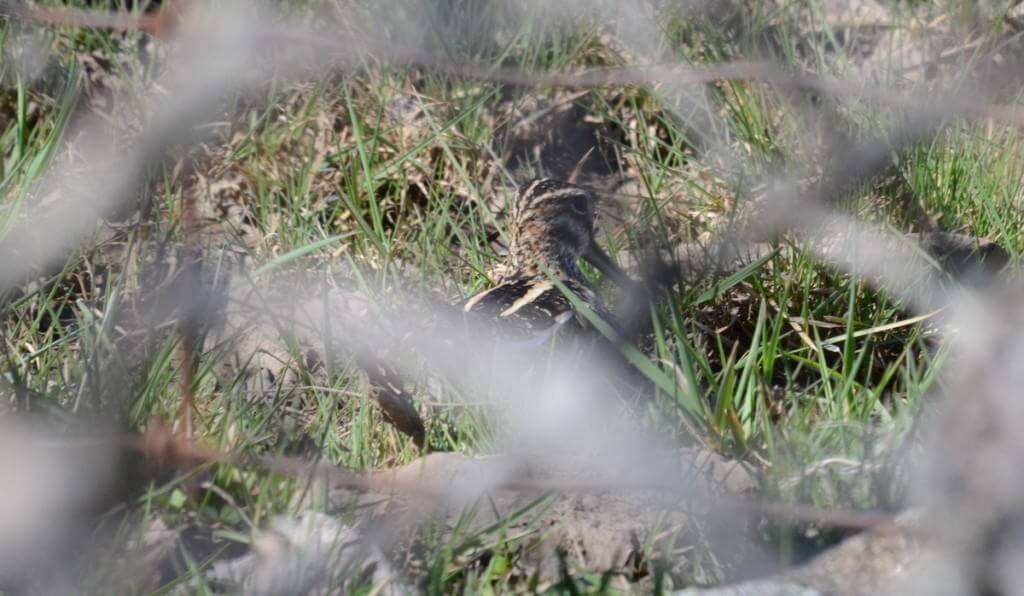 wilson's snipe, carden alvar, city of kawartha lakes, ontario