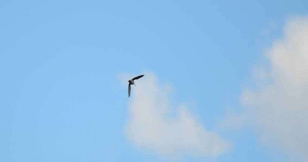wilson's snipe, carden alvar, city of kawartha lakes, ontario