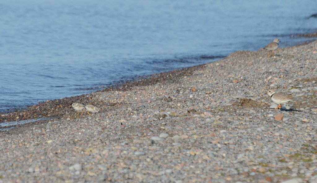 2 Piping Plover chicks with parents along Lake Ontario shoreline at Darlington Provincial Park, Ontario