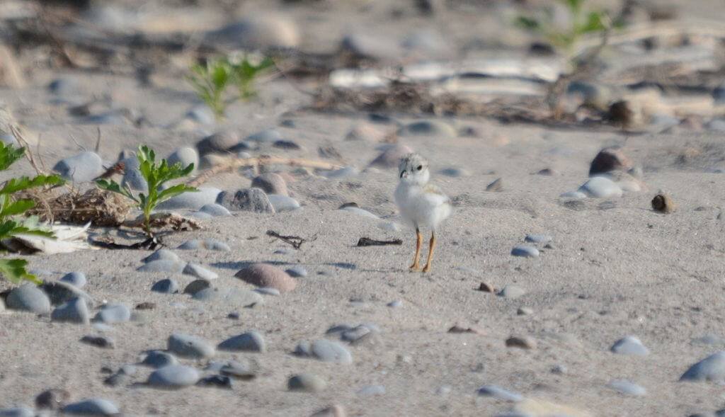 Piping Plover chick at Darlington Provincial Park, Ontario