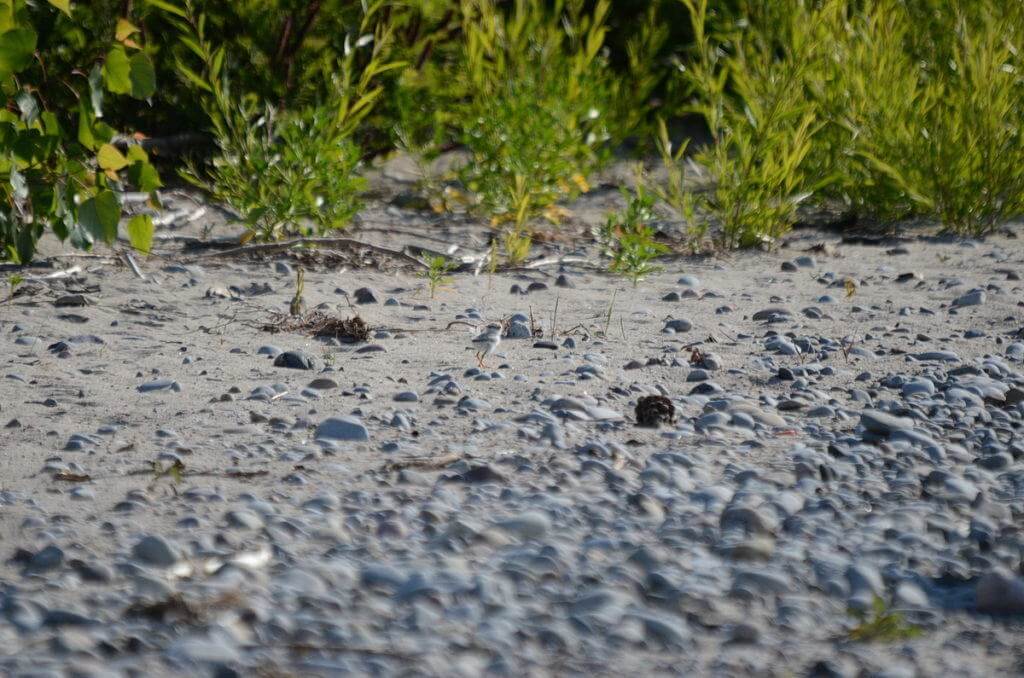 Piping Plover chick along shoreline at Darlington Provincial Park