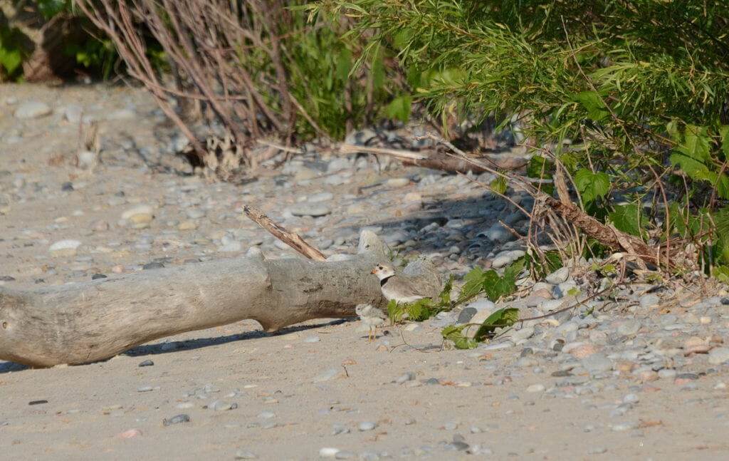 Piping Plover chick with parent along shoreline at Darlington Provincial Park, Ontario
