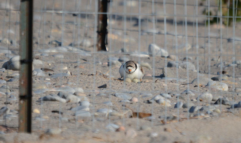 Piping Plover sitting on eggs at darlington provincial park, ontario, pic 1