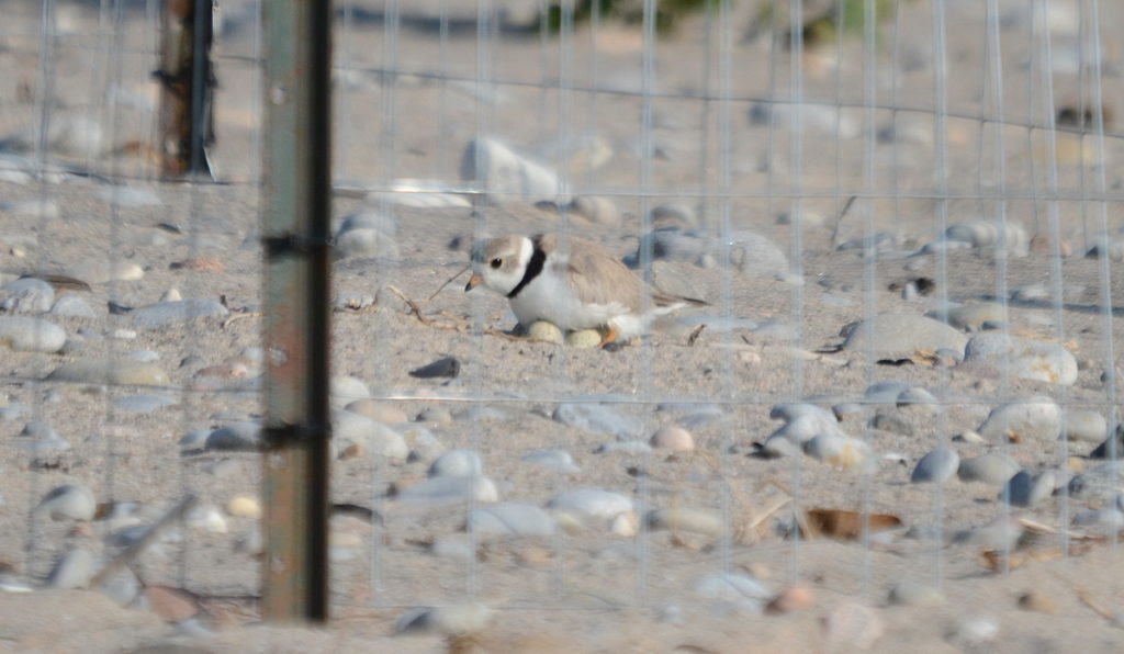Piping Plover sitting on eggs at darlington provincial park, ontario, pic 3