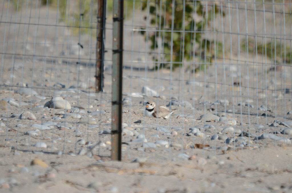 Piping Plover sitting on eggs at darlington provincial park, ontario, pic 4