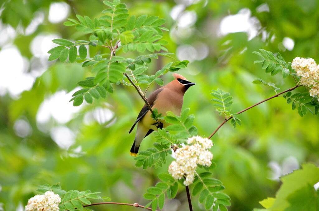Image of a cedar waxwing sitting in a tree at oxtongue lake, in ontario.